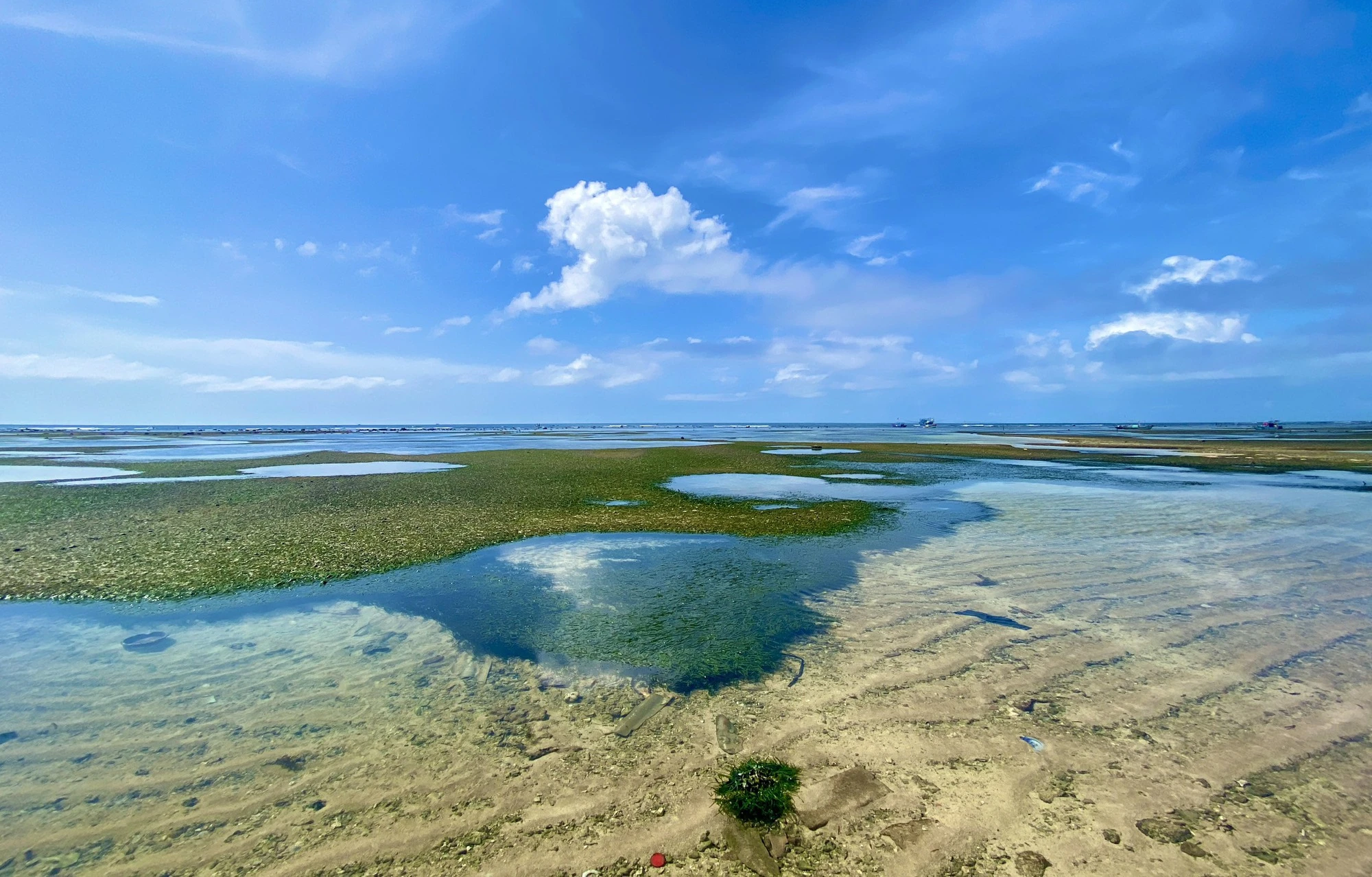 Rong mơ lá hẹ mọc ở gần bờ trên đảo Lý Sơn đẹp như một bức tranh - Ảnh 9.