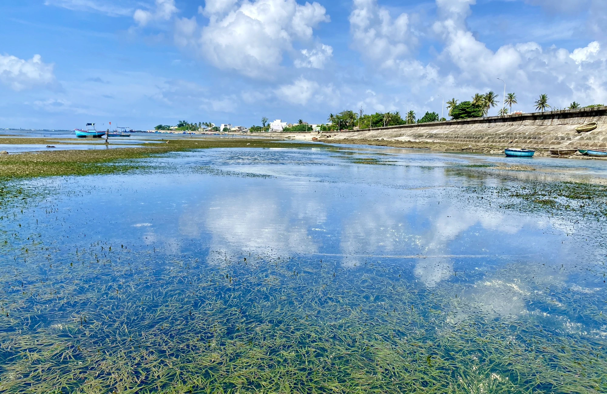Rong mơ lá hẹ mọc ở gần bờ trên đảo Lý Sơn đẹp như một bức tranh - Ảnh 1.