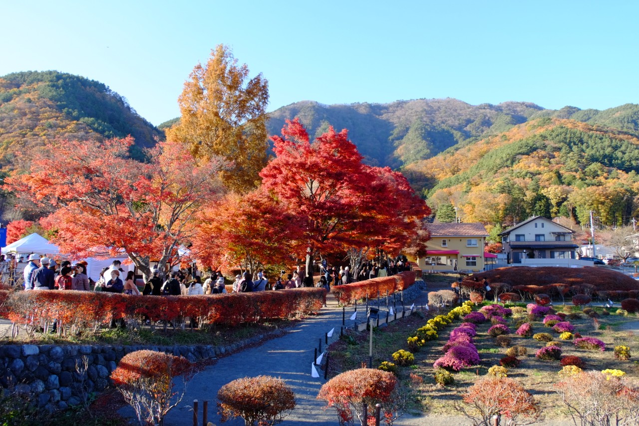 Điểm ngắm lá đỏ mùa thu đẹp nhất xứ Phù Tang - Ảnh 7.