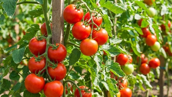 6 lý do nên ăn cà chua mỗi ngày