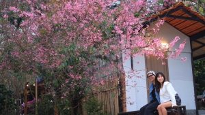 Ðà Lạt mùa xuân - sắc hồng vẫy gọi