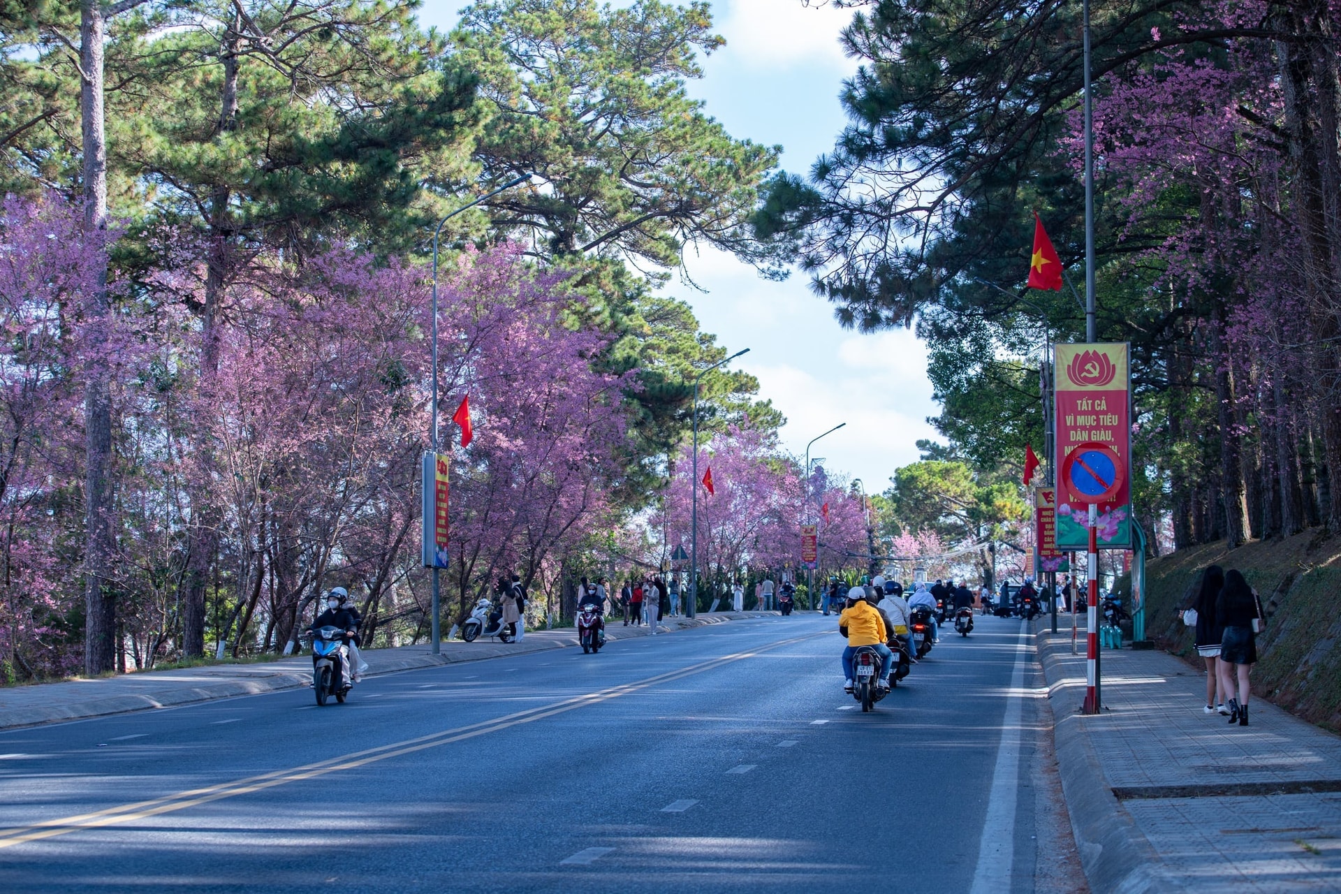 Ðà Lạt mùa xuân - sắc hồng vẫy gọi