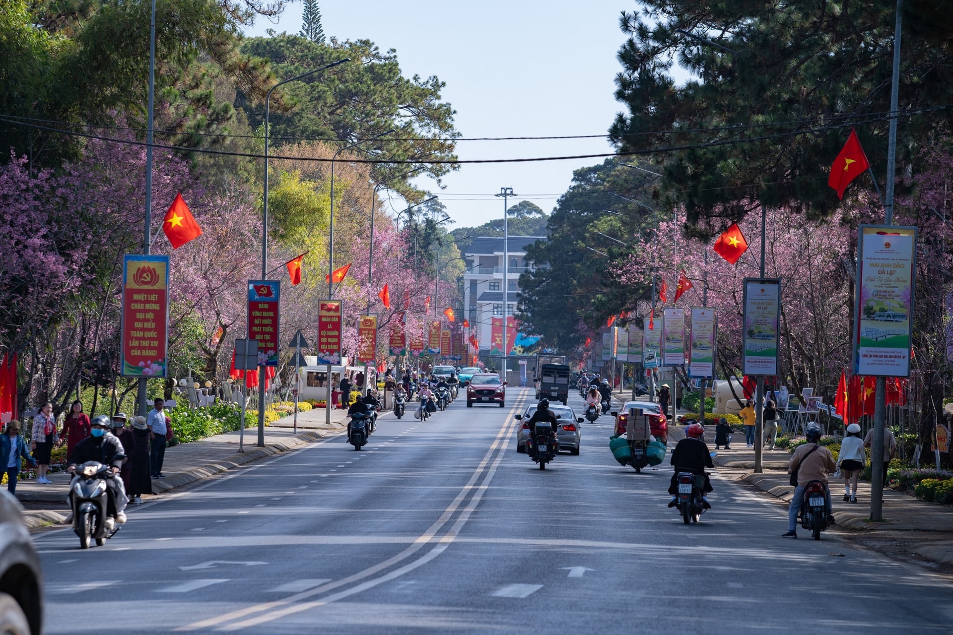 Ðà Lạt mùa xuân - sắc hồng vẫy gọi