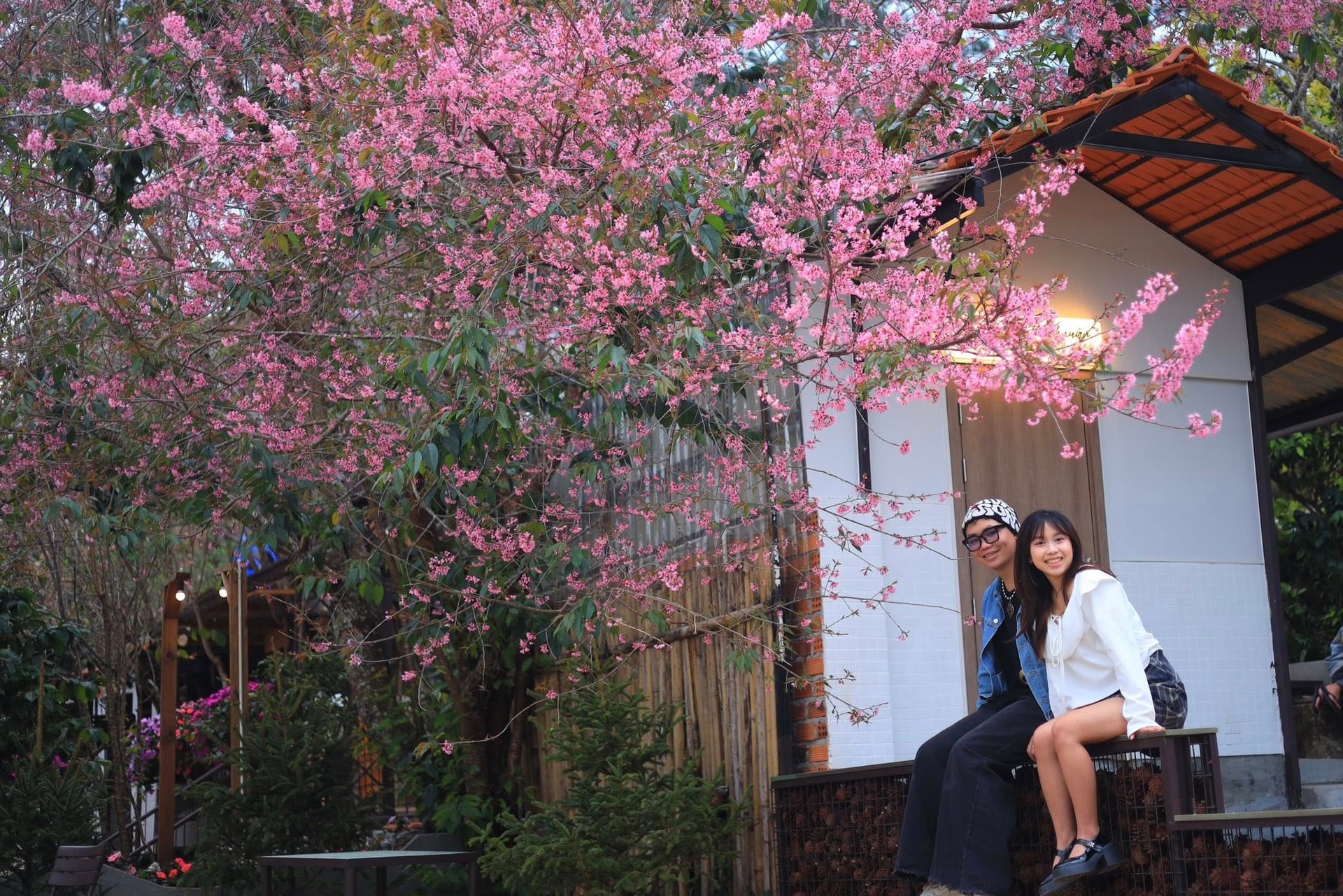 Ðà Lạt mùa xuân - sắc hồng vẫy gọi