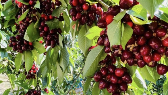 Sự thật cherry Chile giá siêu rẻ bán đầy chợ Việt