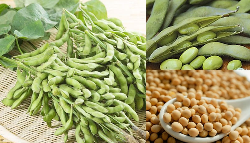 Lợi ích sức khỏe và tác dụng chữa bệnh của đậu nành Lợi ích sức khỏe và tác dụng chữa bệnh của đậu nành