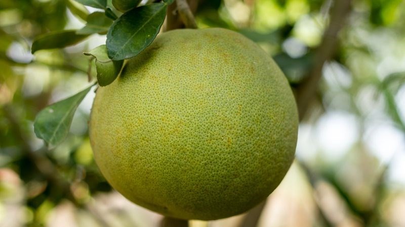 Mâm ngũ quả ngày Tết: Giá trị dinh dưỡng nhìn từ y học cổ truyền và hiện đại Mâm ngũ quả ngày Tết: Giá trị dinh dưỡng nhìn từ y học cổ truyền và hiện đại