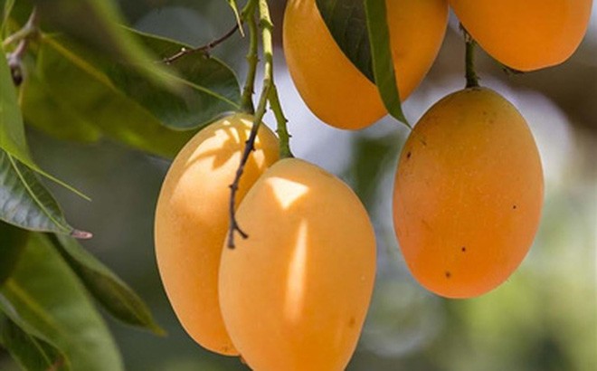 Mâm ngũ quả ngày Tết: Giá trị dinh dưỡng nhìn từ y học cổ truyền và hiện đại Mâm ngũ quả ngày Tết: Giá trị dinh dưỡng nhìn từ y học cổ truyền và hiện đại