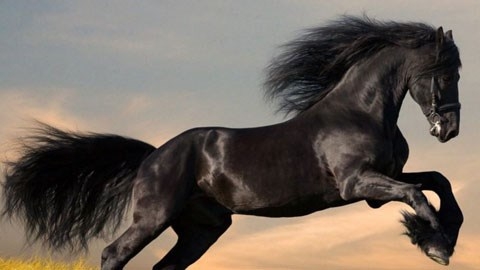 Tử vi 12 con giáp ngày 5/3/2024: Tuổi Ngọ tiền nong tạm ổn