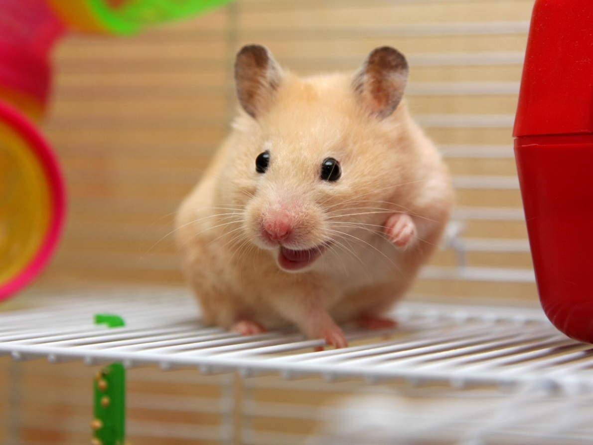 Tử vi 12 con giáp ngày 12/3/2024: Tuổi Tý công danh thuận buồm xuôi gió