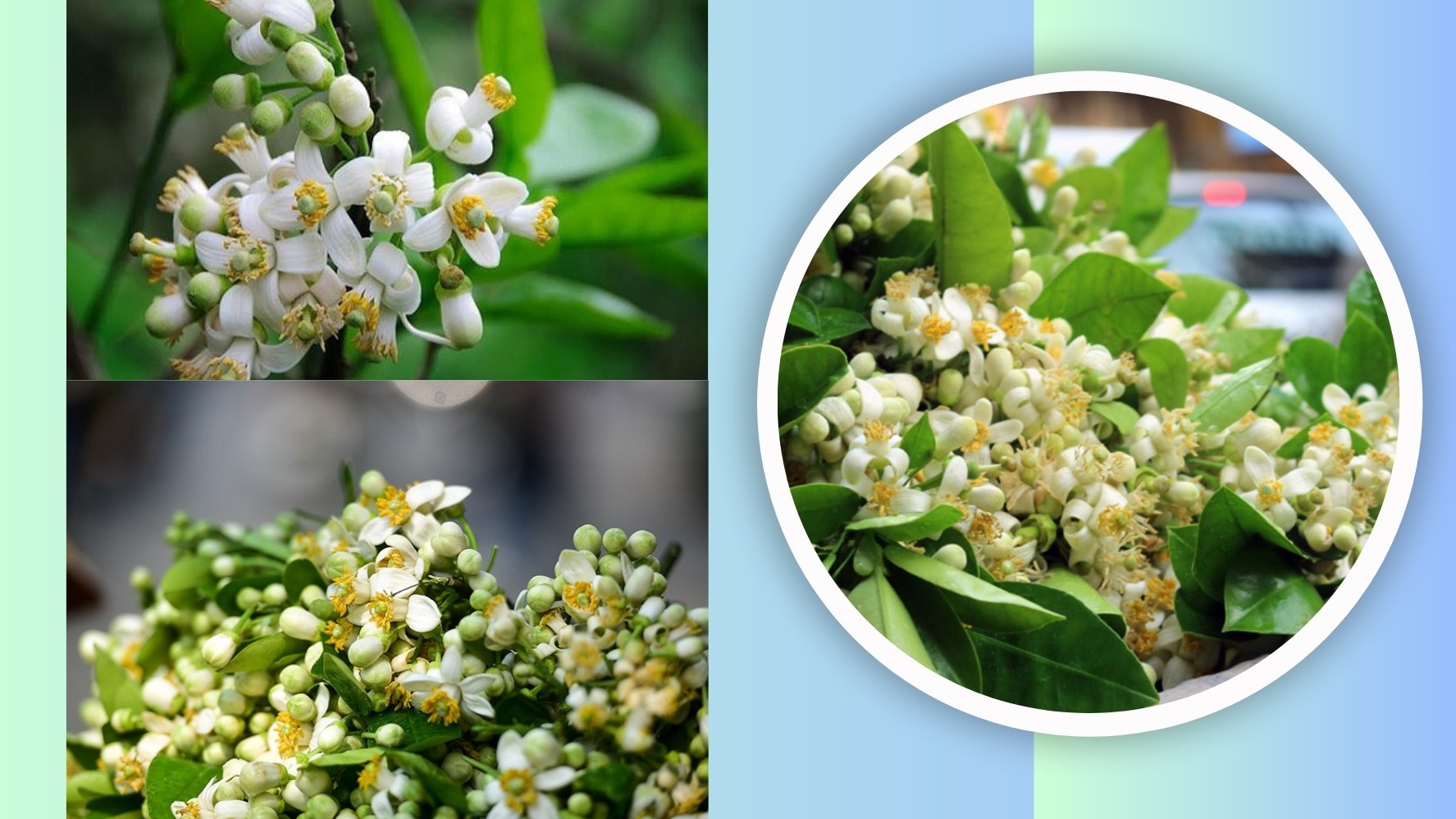 Một số công dụng tuyệt vời của hoa bưởi với sức khỏe và làm đẹp