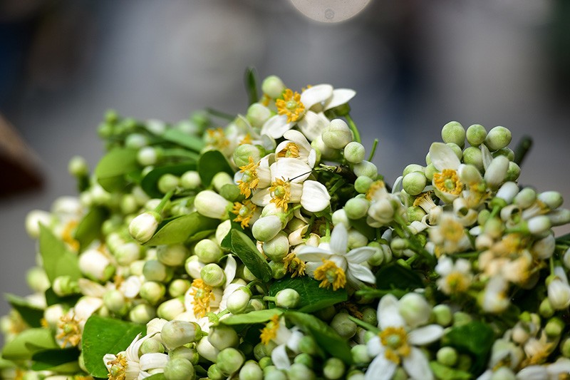 Tác dụng không ngờ của hoa bưởi Tác dụng không ngờ của hoa bưởi