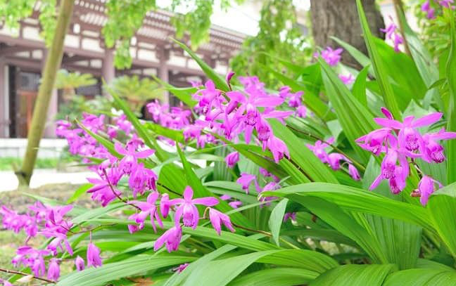 Dầu ô liu: Thần dược cho tim mạch và phòng ung thư Công dụng và bài thuốc chữa bệnh từ bạch cập