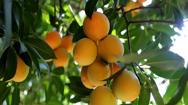 Lợi ích sức khỏe tuyệt vời từ quả thanh trà