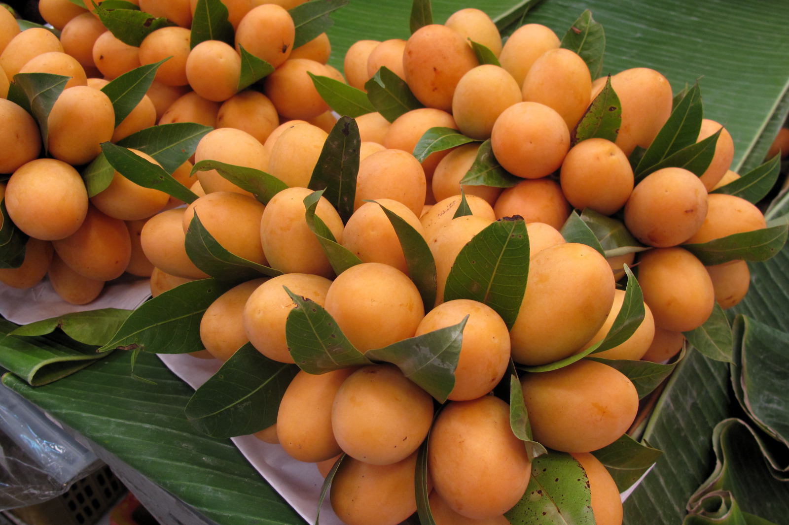 Quả thanh trà có các công dụng gì?