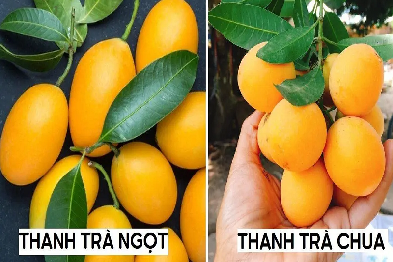 Quả thanh trà có các công dụng gì?
