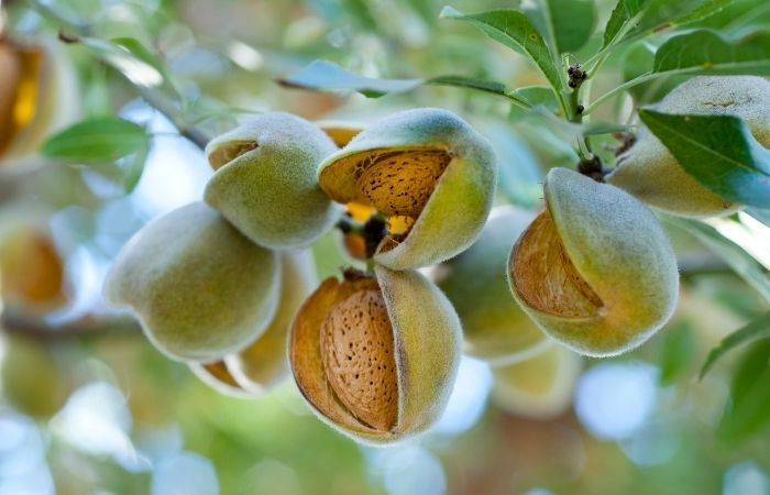 Top thực phẩm phổ biến giúp chậm lão hóa