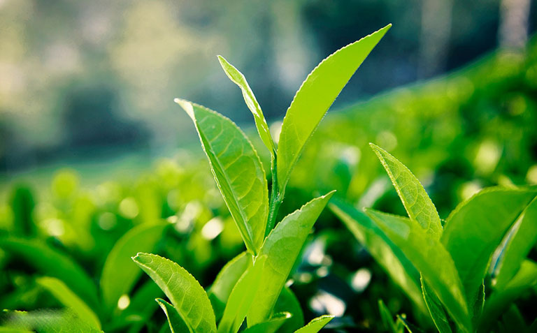 Top thực phẩm phổ biến giúp chậm lão hóa