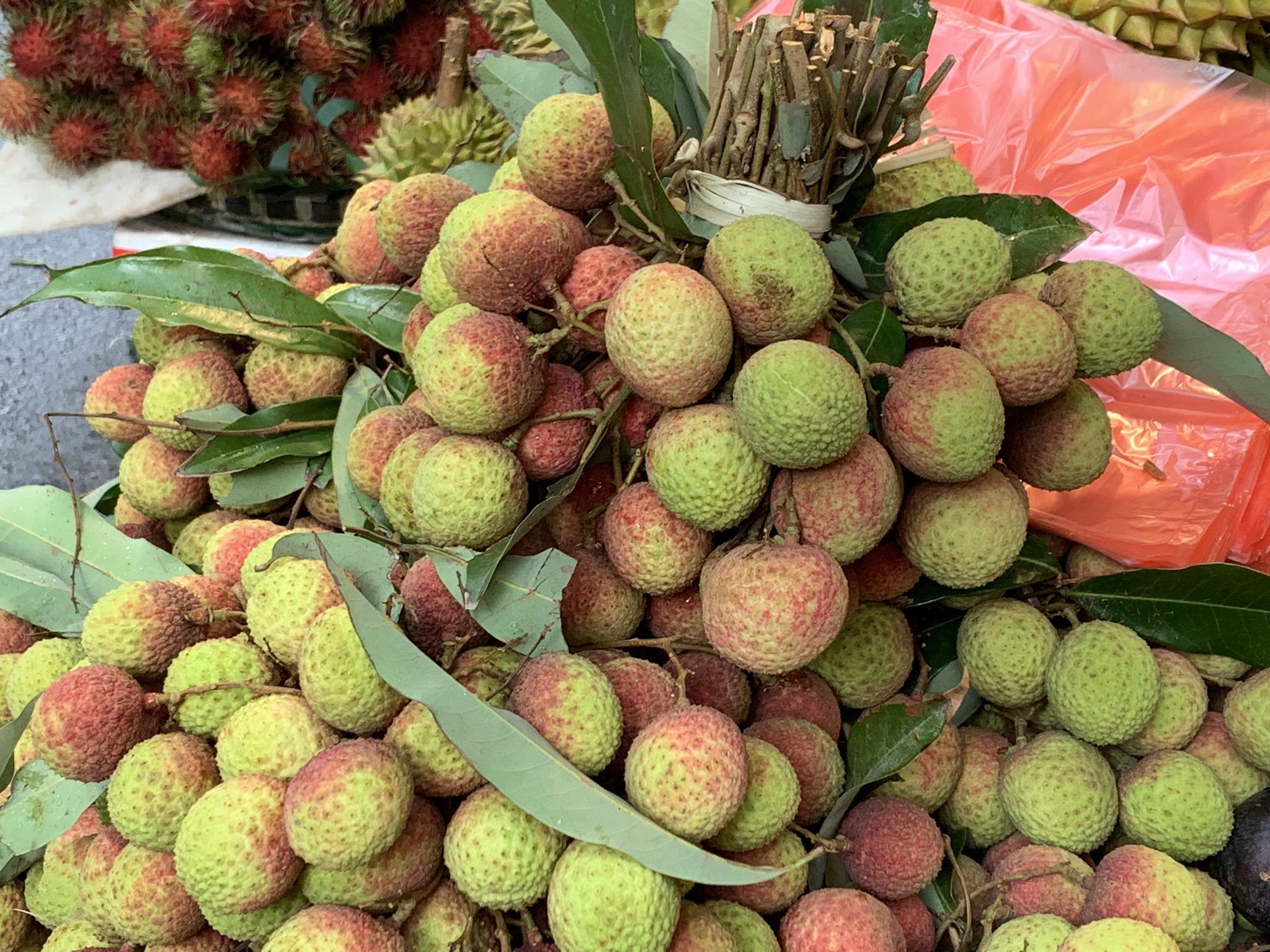 Mất mùa vải, nông dân Bắc Giang thất thu hàng nghìn tỉ Mất mùa vải, nông dân Bắc Giang thất thu hàng nghìn tỉ