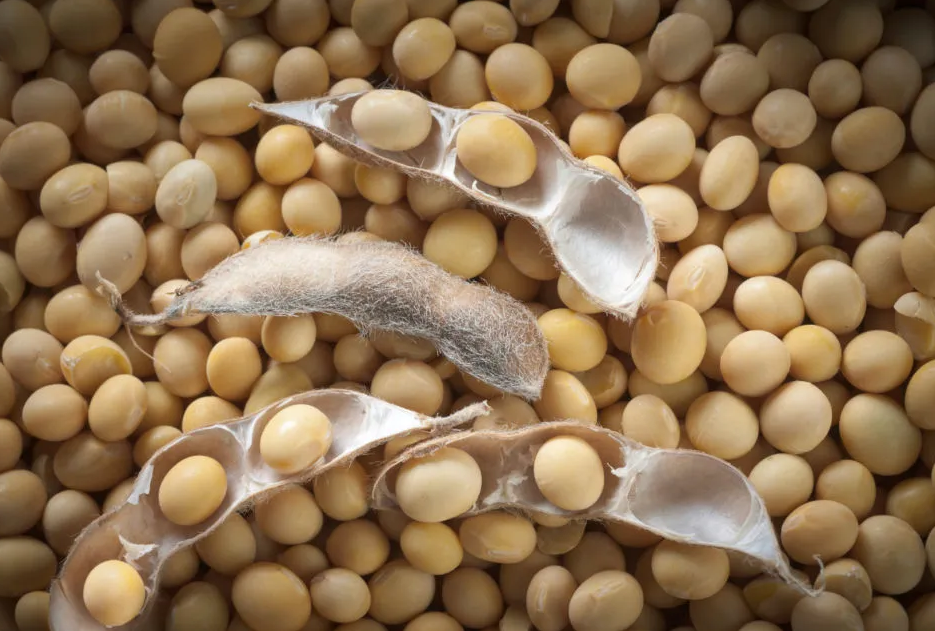 Đậu nành có thực sự gây ung thư?
