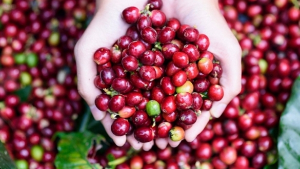 Cổ phiếu cà phê: Vị đắng trên sàn chứng khoán