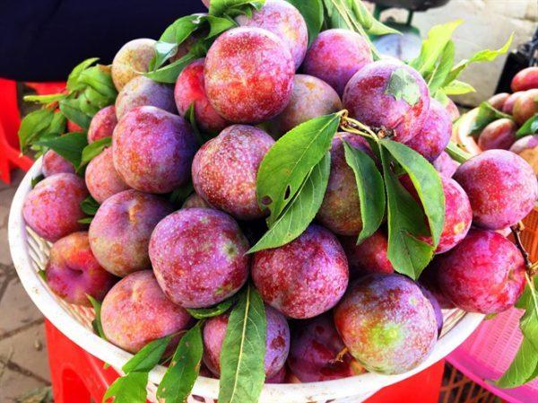 11 lợi ích sức khỏe của quả mận ít người biết