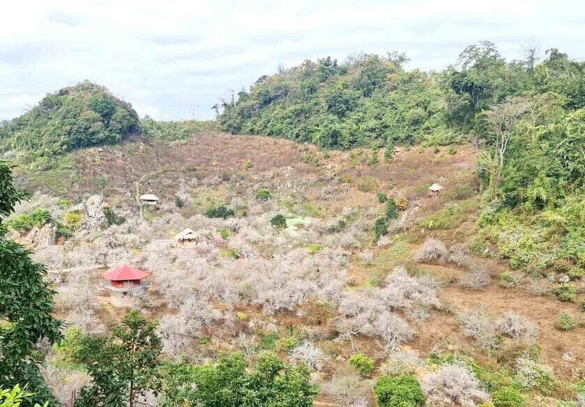 Du lịch Tây Bắc: 7 điểm đến không nên bỏ lỡ ở Mộc Châu