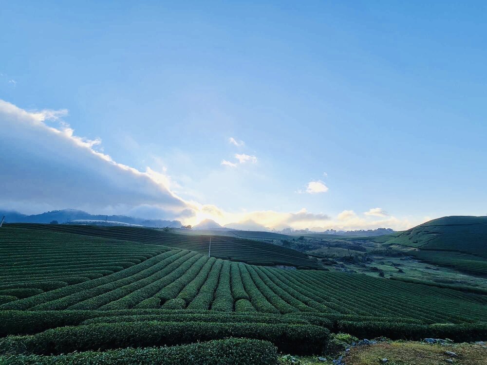 Du lịch Tây Bắc: 7 điểm đến không nên bỏ lỡ ở Mộc Châu