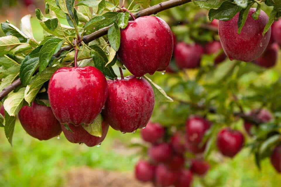Top 10 loại trái cây giúp tăng sức đề kháng cho cơ thể