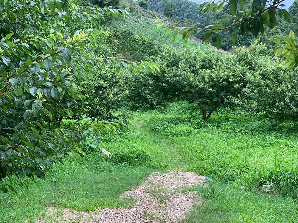 Đi qua mùa hạ ở Mộc Châu