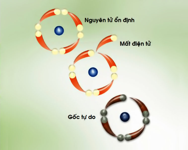 Vì sao chất chống oxy hóa giúp ngăn ngừa lão hóa? Vì sao chất chống oxy hóa giúp ngăn ngừa lão hóa?