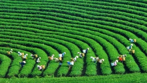 Tín dụng xanh: Đường lớn bị tắc vì vướng nhiều nút thắt