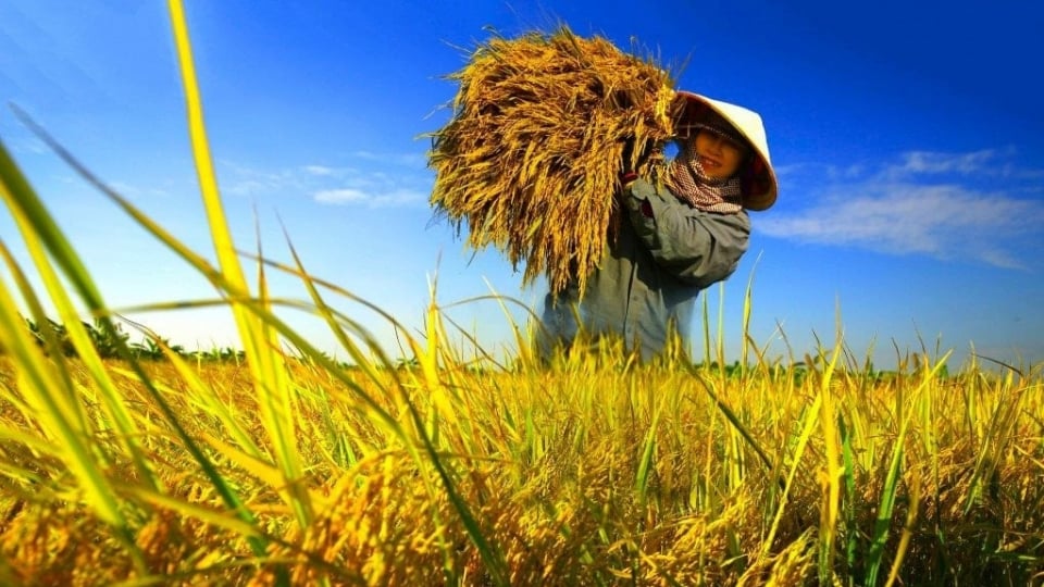 "Chìa khóa xanh" đưa nông sản Việt vào sâu chuỗi giá trị toàn cầu "Chìa khóa xanh" đưa nông sản Việt vào sâu chuỗi giá trị toàn cầu