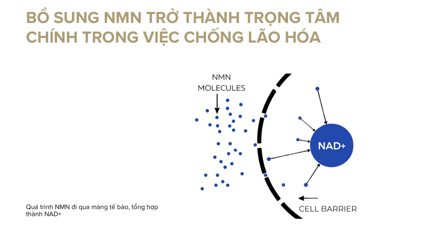 NAD⁺ – Phân tử chìa khóa trong y học chống lão hóa: Harvard và giới khoa học toàn cầu nói gì? NAD⁺ – Phân tử chìa khóa trong y học chống lão hóa: Harvard và giới khoa học toàn cầu nói gì?