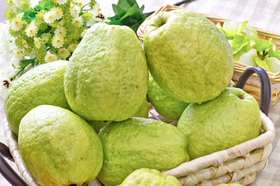 Ăn quả ổi tốt nhưng những người này không nên ăn Ăn quả ổi tốt nhưng những người này không nên ăn