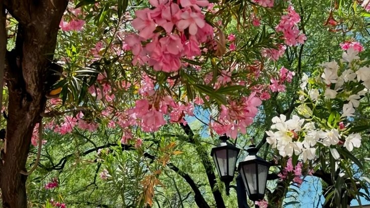 Tử vi vòng quay công nghệ ngày 12/10/2025: Tuổi Tuất công việc tiến triển, tuổi Tý dễ vướng thị phi