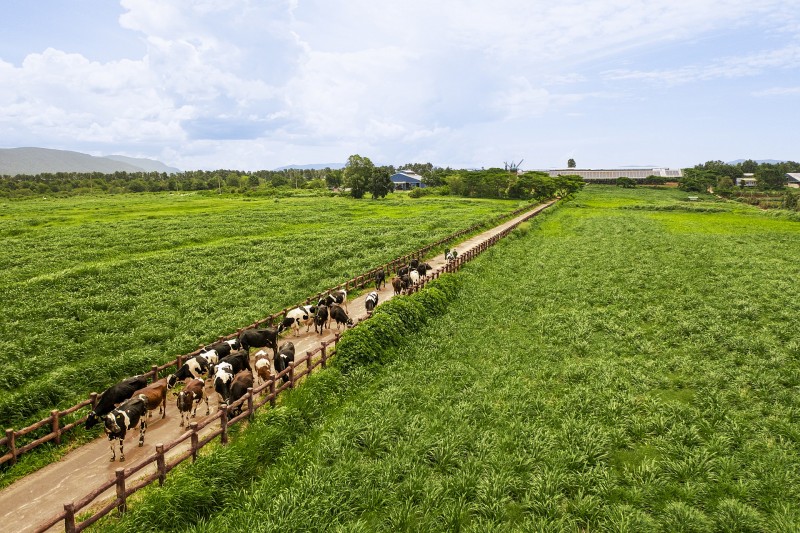 18 năm đạt Thương hiệu Quốc gia và hành trình không ngừng nâng chuẩn của Vinamilk 18 năm đạt Thương hiệu Quốc gia và hành trình không ngừng nâng chuẩn của Vinamilk