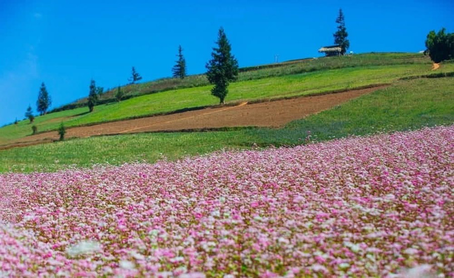 Chuẩn bị diễn ra Lễ hội hoa Tam Giác Mạch lần thứ XI Chuẩn bị diễn ra Lễ hội hoa Tam Giác Mạch lần thứ XI