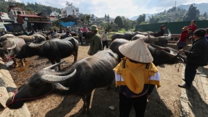 Phiên chợ trâu Bắc Hà: "Sàn giao dịch trăm năm" nơi cao nguyên trắng