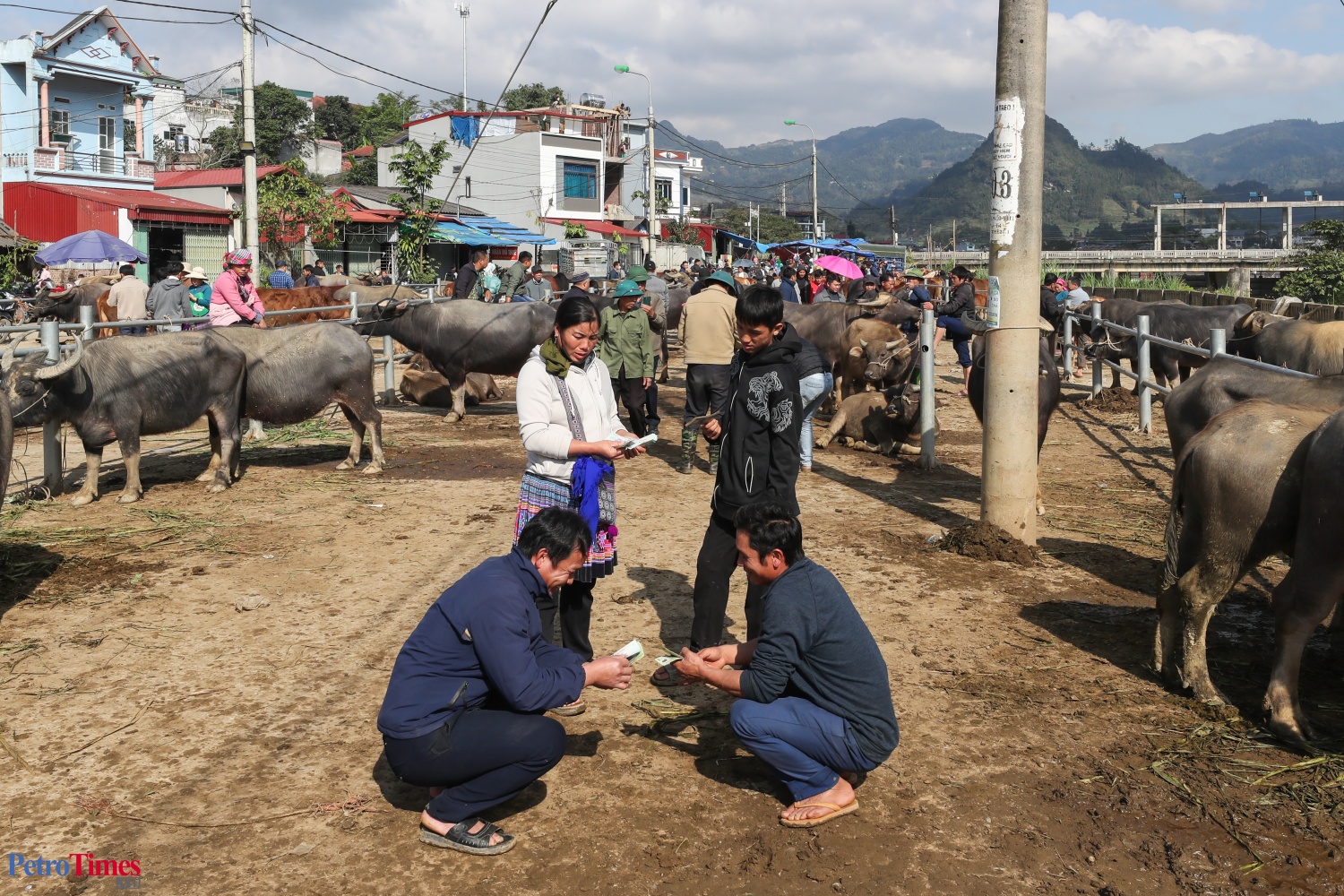 Phiên chợ trâu Bắc Hà: Sàn giao dịch trăm năm trên cao nguyên