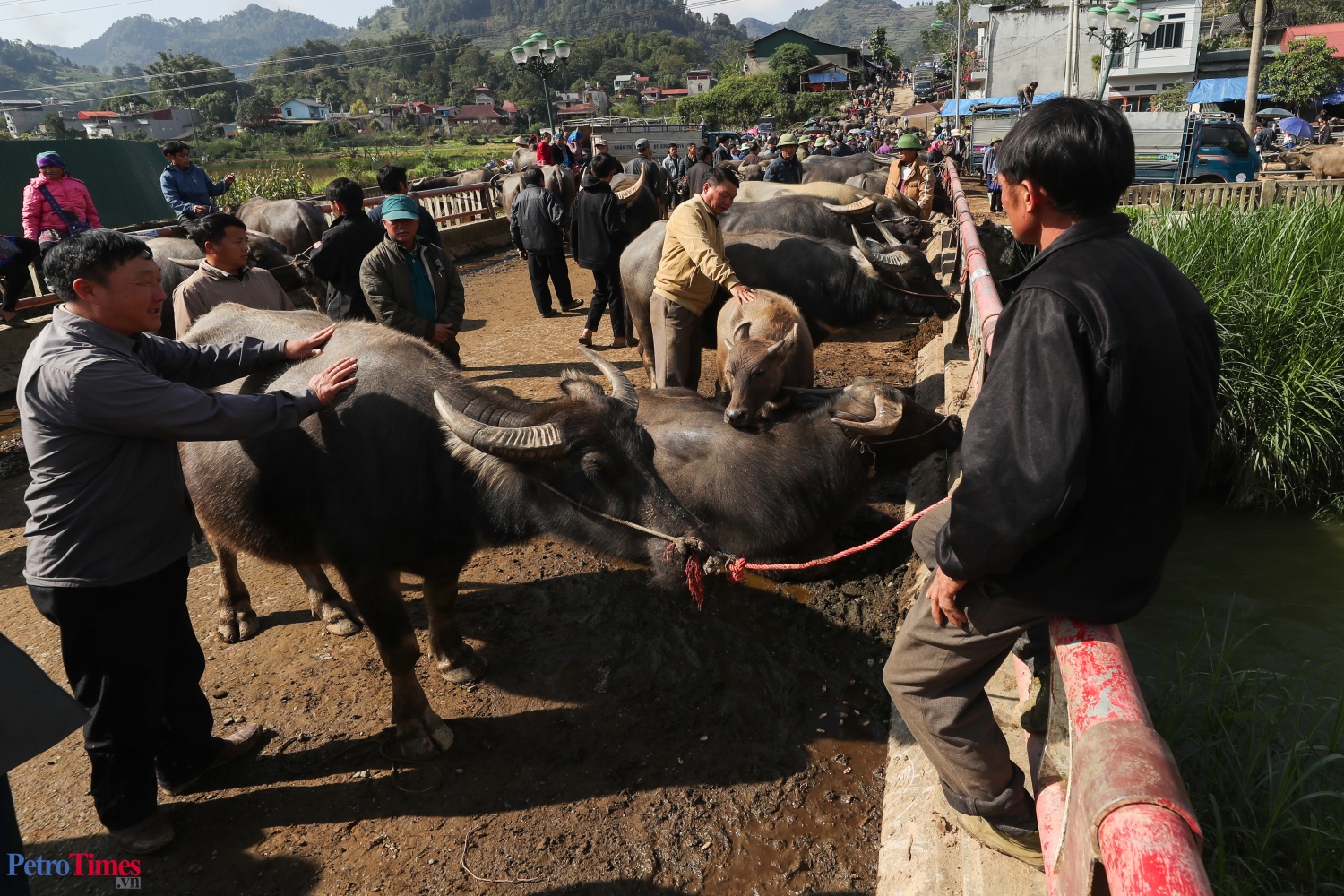 Phiên chợ trâu Bắc Hà: Sàn giao dịch trăm năm trên cao nguyên