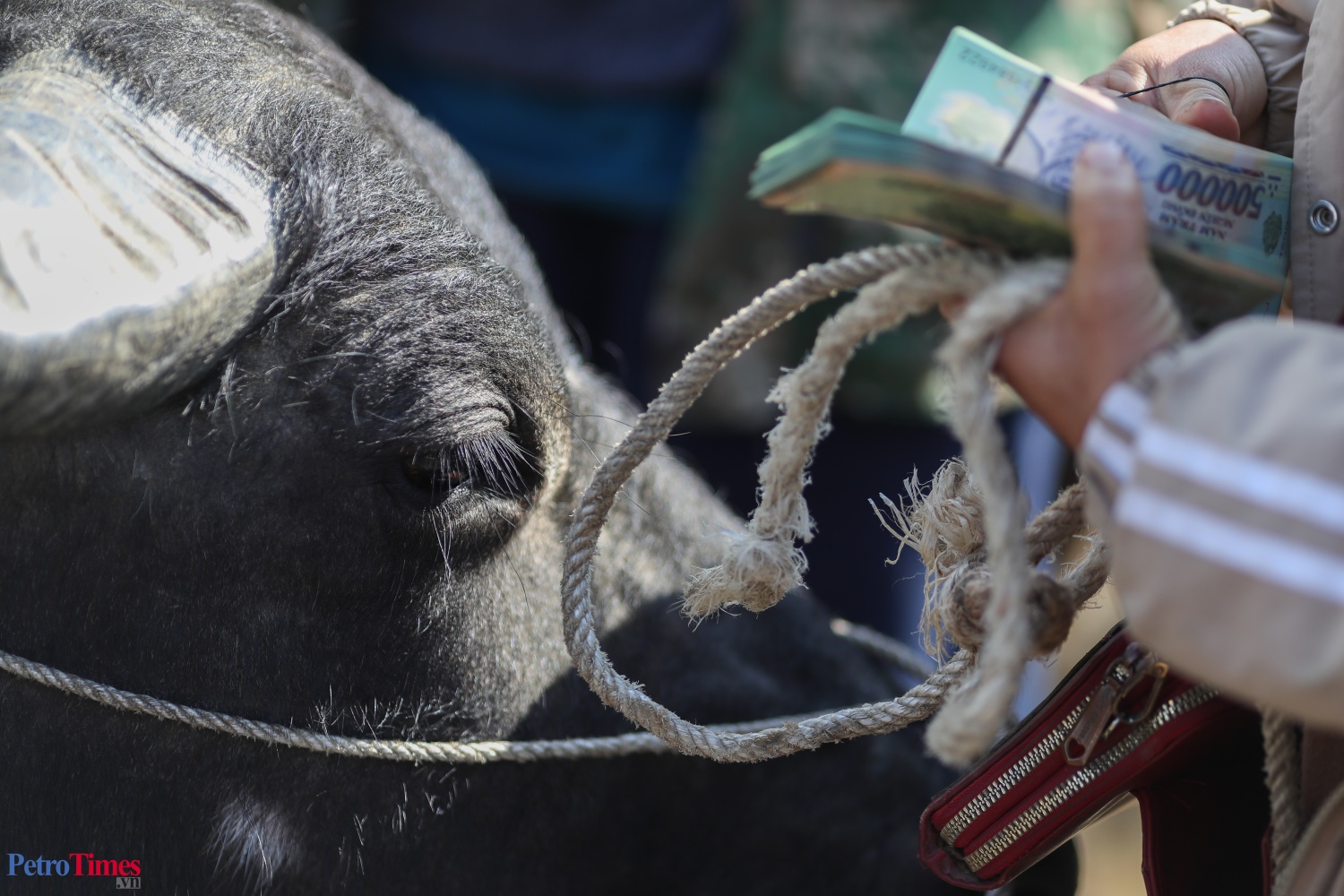 Phiên chợ trâu Bắc Hà: Sàn giao dịch trăm năm trên cao nguyên