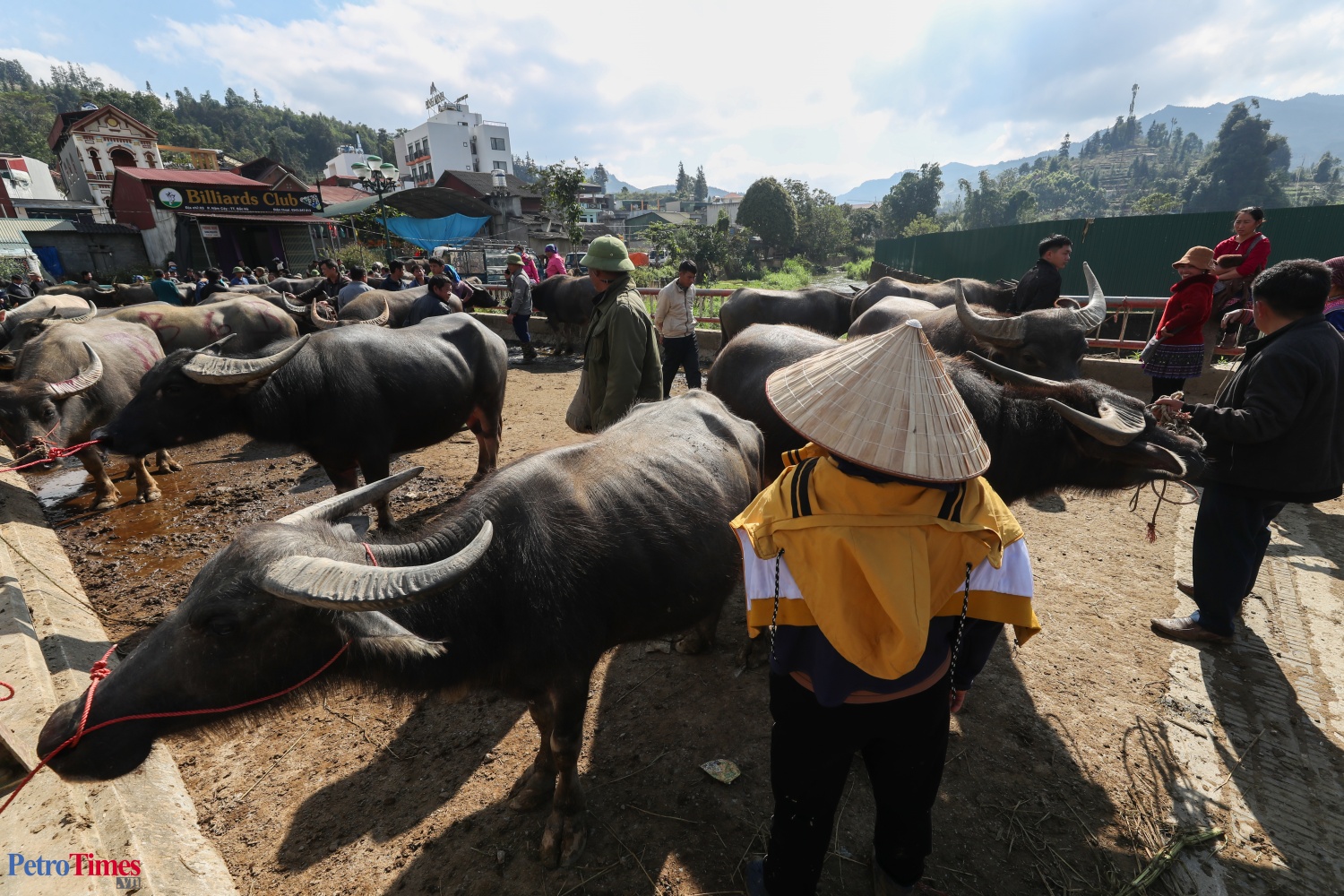 Phiên chợ trâu Bắc Hà: Sàn giao dịch trăm năm trên cao nguyên