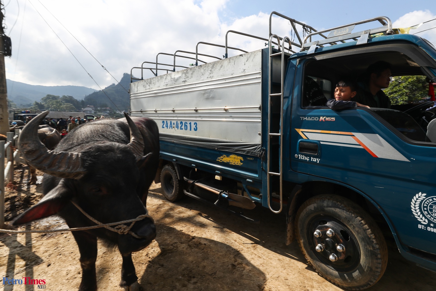 Phiên chợ trâu Bắc Hà: Sàn giao dịch trăm năm trên cao nguyên