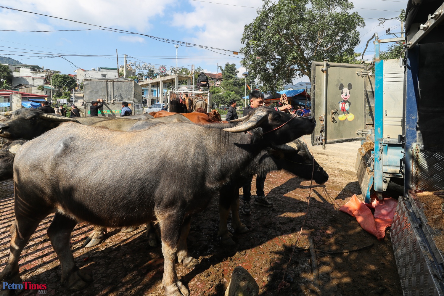 Phiên chợ trâu Bắc Hà: Sàn giao dịch trăm năm trên cao nguyên