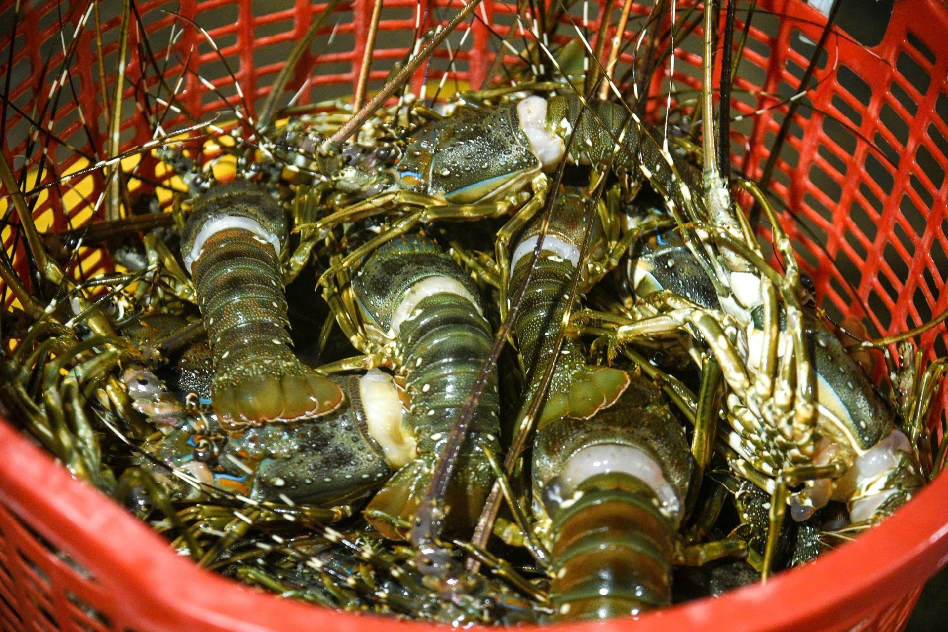 Người dân "thủ phủ" tôm hùm miền Trung trắng tay sau mưa lũ Người dân "thủ phủ" tôm hùm miền Trung trắng tay sau mưa lũ