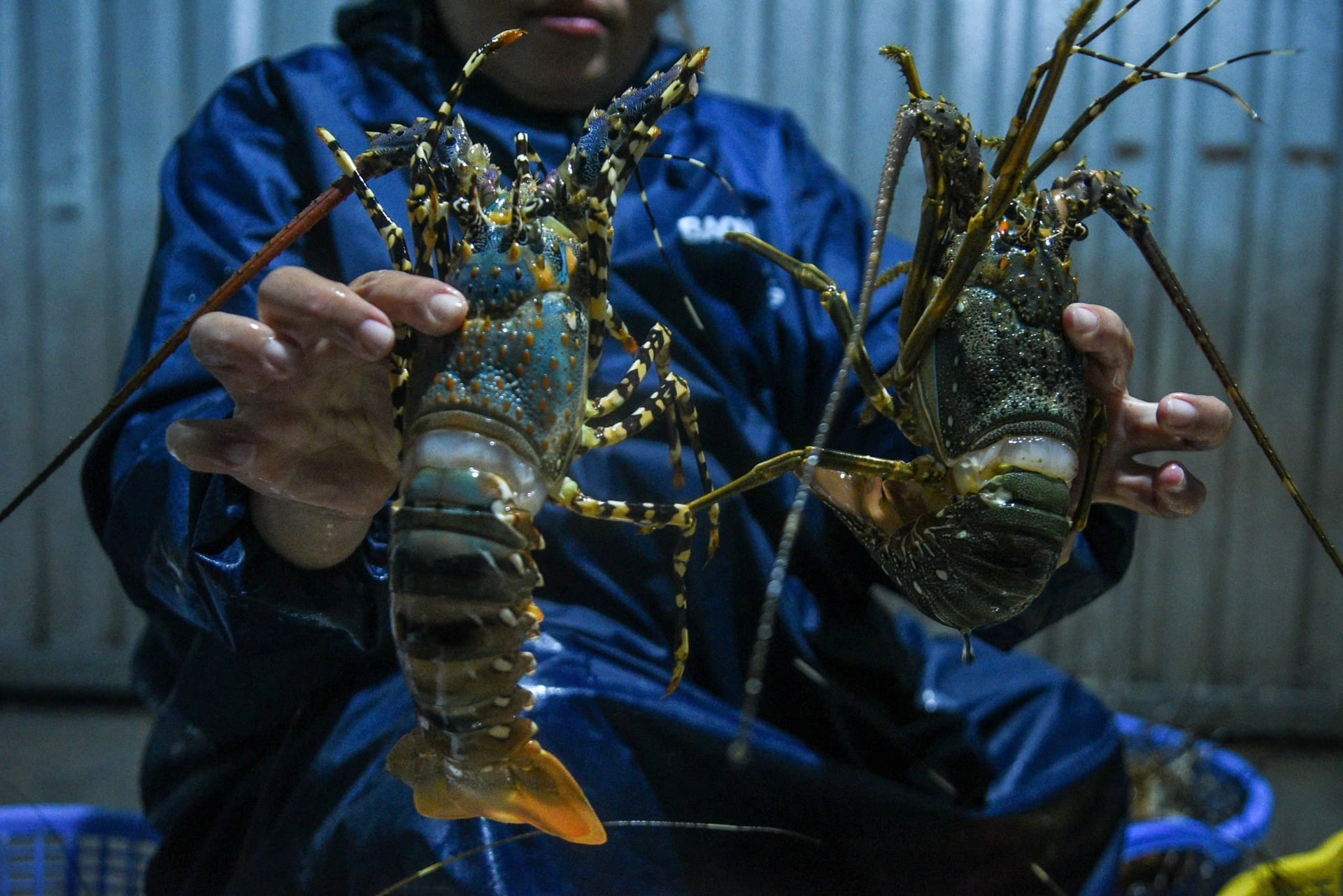 Người dân "thủ phủ" tôm hùm miền Trung trắng tay sau mưa lũ Người dân "thủ phủ" tôm hùm miền Trung trắng tay sau mưa lũ