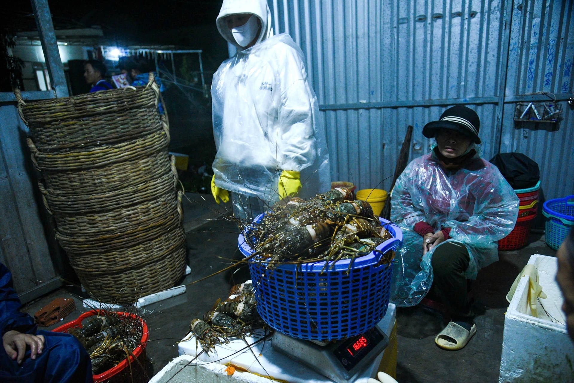 Người dân "thủ phủ" tôm hùm miền Trung trắng tay sau mưa lũ Người dân "thủ phủ" tôm hùm miền Trung trắng tay sau mưa lũ