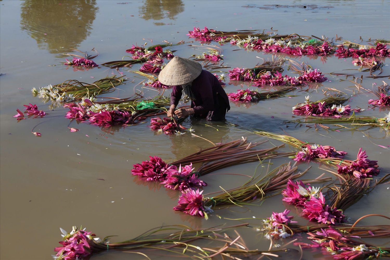 Những sắc hoa "gọi mùa" trên đồng nước nổi miền Tây Những sắc hoa "gọi mùa" trên đồng nước nổi miền Tây