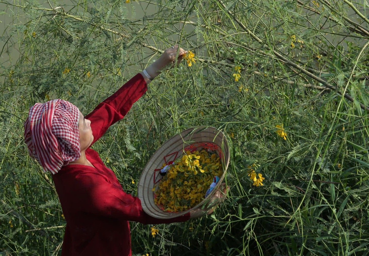Những sắc hoa "gọi mùa" trên đồng nước nổi miền Tây Những sắc hoa "gọi mùa" trên đồng nước nổi miền Tây